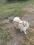 Pomeranian spitz valp