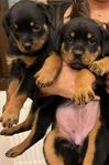 Rottweiler valpar 