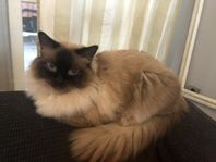 Ragdoll katt