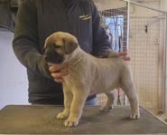 Kangal valpar 