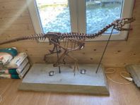 Fossil av Velociraptor i skala 1:1 – Museikvalitet