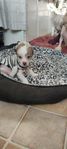 Choklad Chinese crested dog valpar att tinga