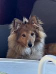 Sheltie tik 