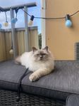 Helig birma/ragdoll hane