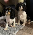 Cavalier King Charles Spaniel