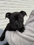 Staffordshire Bull terrier/ staffe valp 