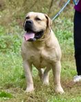 sydafrikansk mastiff, Boerboel