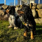 Cocker spaniel valpar väntas- Leveransklara i mars!