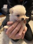 Pomeranian valpar