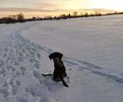 Flatcoated retriever 