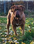 Dogue de bordeaux 