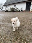 leveransklara maltipoo tik