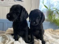 Labradoodle - sociala och glada valpar