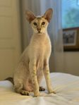 Peterbald 