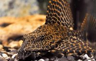 Sailfin Pleco