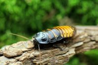 Väsande kackerlackor (G. portentosa). 