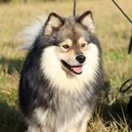 Finsk lapphund 