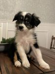 Australian Shepherd tikvalp