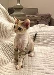 Devon rex kattunge 