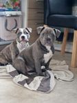 American Bully Pocket