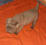 kramgo nalle shar pei