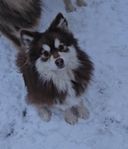 Finsk lapphund tik 9 månader