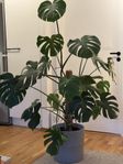 Stor monstera