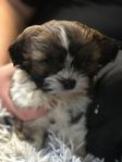 Underbara Shih tzu /Lhasa apso valpar