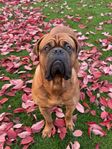 Dogue De Bordeaux 