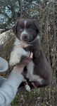 Miniature American Shepherd (MAS)