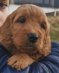 Goldendoodle F1 medium 