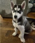 Husky/Alaskan malamute 