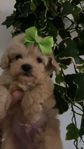 Maltipoo valpar 