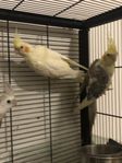 Cockatiel