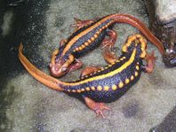 Tylototriton shanjing