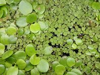 akvarie-flytväxt - Salvinia Natans