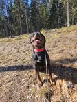 rottweiler hane 2.5 år