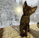 Devon Rex kattunge