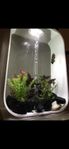 Biorb 60l designakvarium