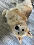 Alaskan Malamute/Shiloh Sheepdog