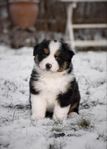 Miniature American Shepherd - MAS