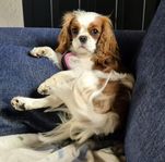 Cavalier King Charles Spaniel tik