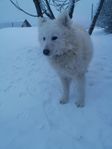 Samojed