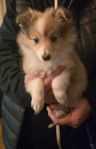 Shetland sheepdog