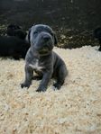 Cane Corso Valpar 