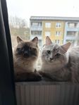 2 ragdoll/brittisk långhår katter