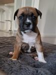 staffordshire bullterrier tik (skk)