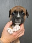 staffordshire bullterrier tik (skk)