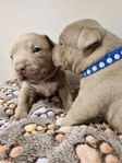 American bully pocket / micro med stamtavla 