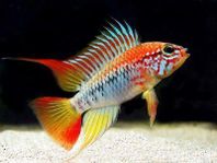 Apistogramma hongsloi hanar